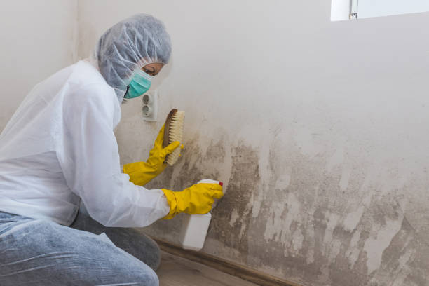 Best Office Mold Removal Services  in Gautier, MS