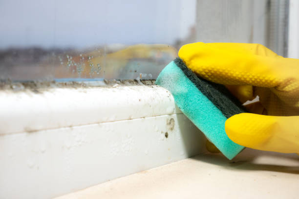 Best Certified Mold Removal  in Gautier, MS