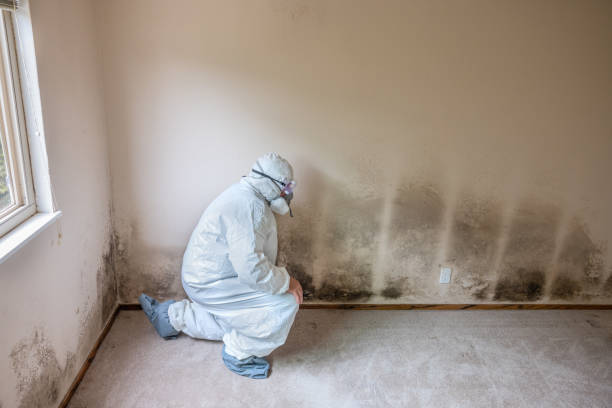 Home Mold Removal in Gautier, MS