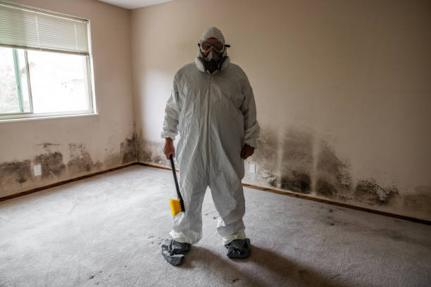 Best Black Mold Removal  in Gautier, MS