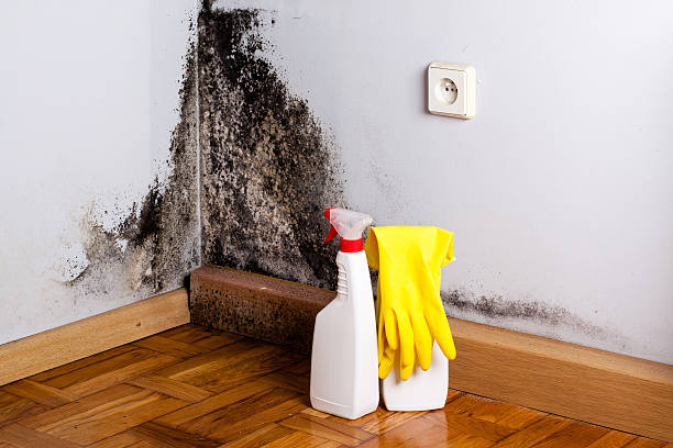 Mold Removal and Inspection in Gautier, MS