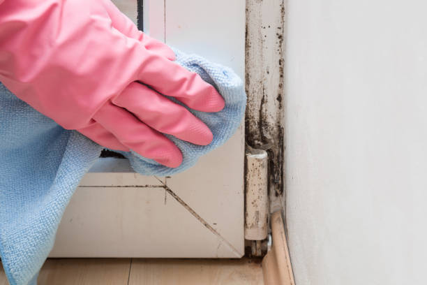 Best Fast Mold Removal  in Gautier, MS